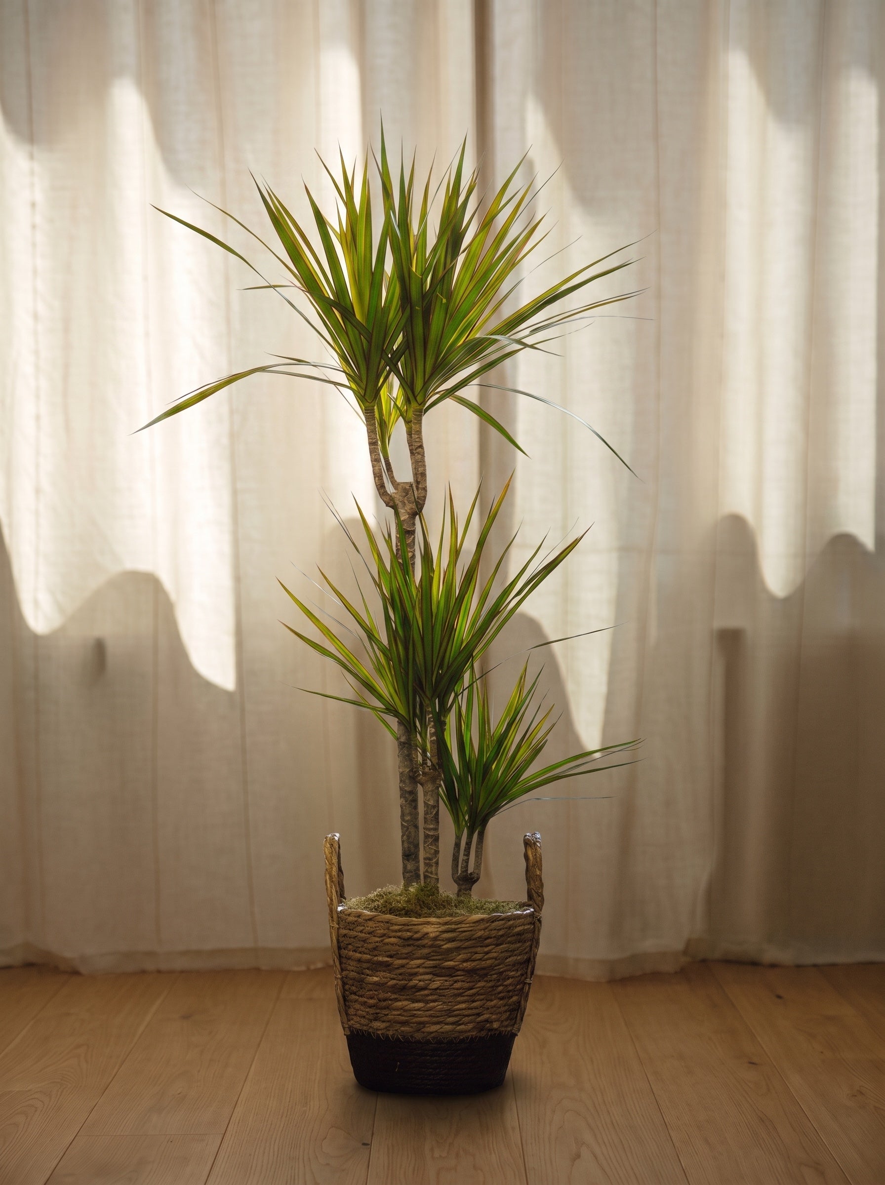 Dracena Marginata | Emozioni Fiori Torino