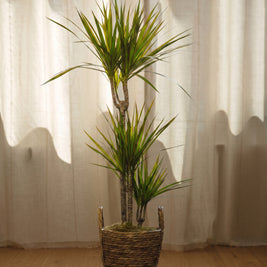 Dracena Marginata | Emozioni Fiori Torino