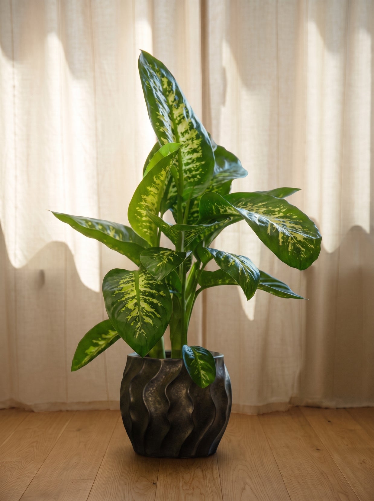 Dieffenbachia variegata | Emozioni Fiori Torino