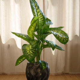 Dieffenbachia variegata | Emozioni Fiori Torino
