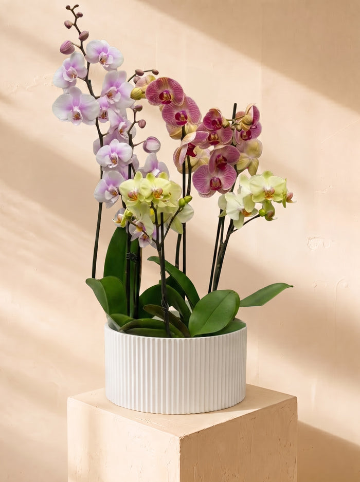 Composizione di 3 Orchidee Multicolor in scatola | Emozioni Fiori Torino