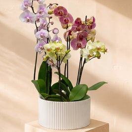 Composizione di 3 Orchidee Multicolor in scatola | Emozioni Fiori Torino