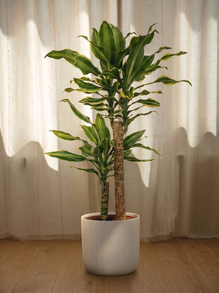 Dracena Fragrans tronchetto | Emozioni Fiori Torino