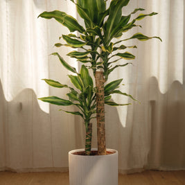 Dracena Fragrans tronchetto | Emozioni Fiori Torino