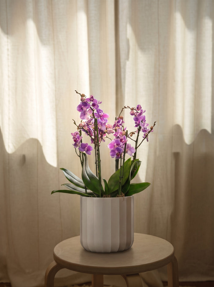 Orchidea lilla grande, still life d'interni | Emozioni Fiori Torino