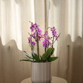 Orchidea lilla grande, still life d'interni | Emozioni Fiori Torino