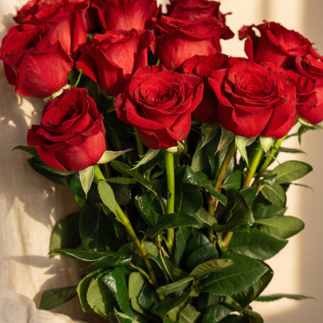 Mazzo di rose rosse a gambo lungo — Torino