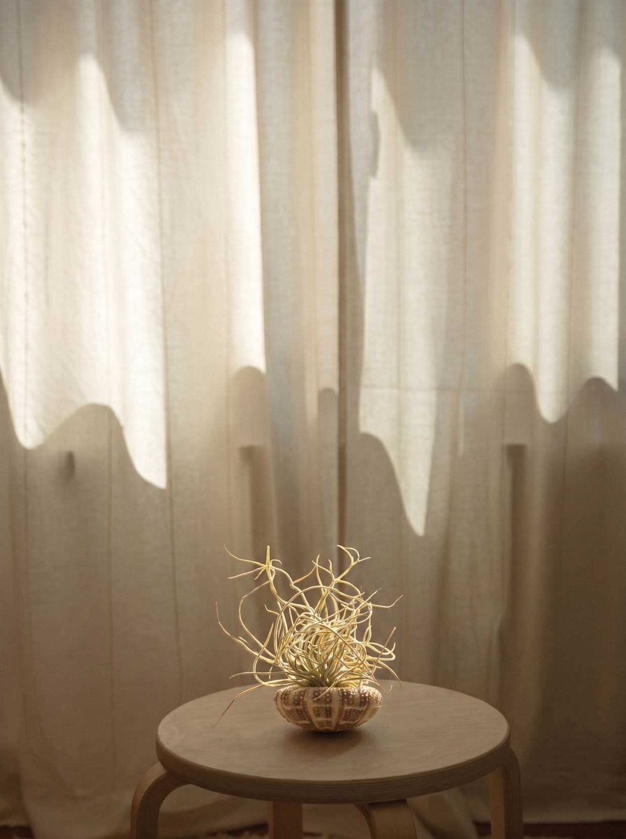 Tillandsia Medusa, pianta aerea | Emozioni Fiori Torino