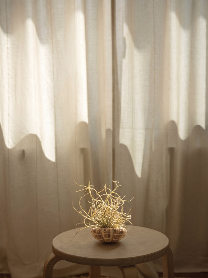 Tillandsia Medusa, pianta aerea | Emozioni Fiori Torino