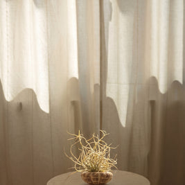 Tillandsia Medusa, pianta aerea | Emozioni Fiori Torino