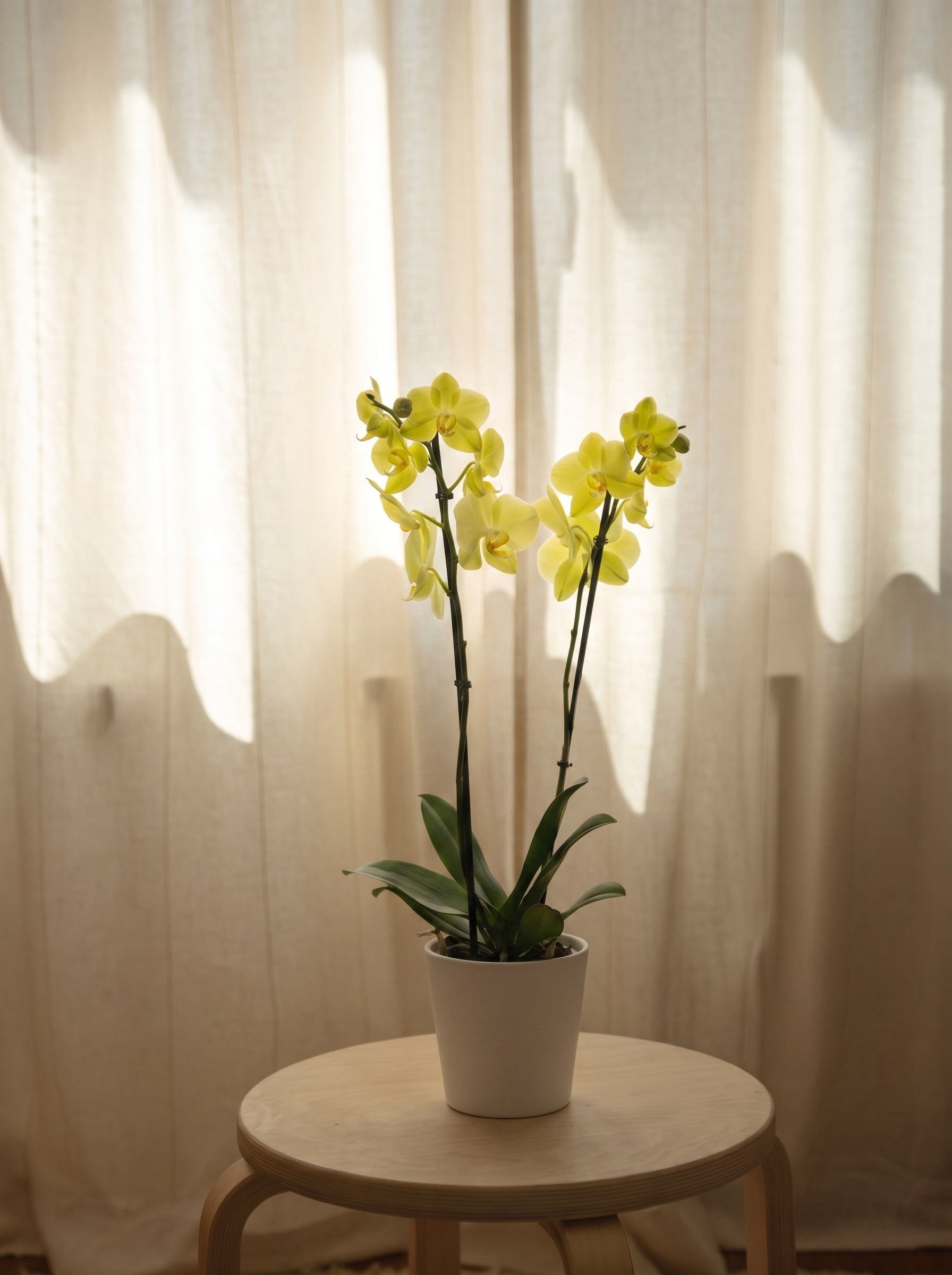 Orchidea gialla, still life d'interni | Emozioni Fiori Torino