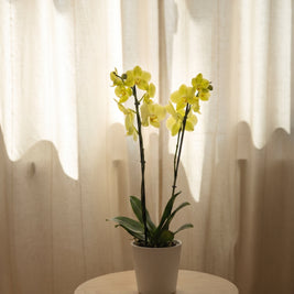 Orchidea gialla, still life d'interni | Emozioni Fiori Torino