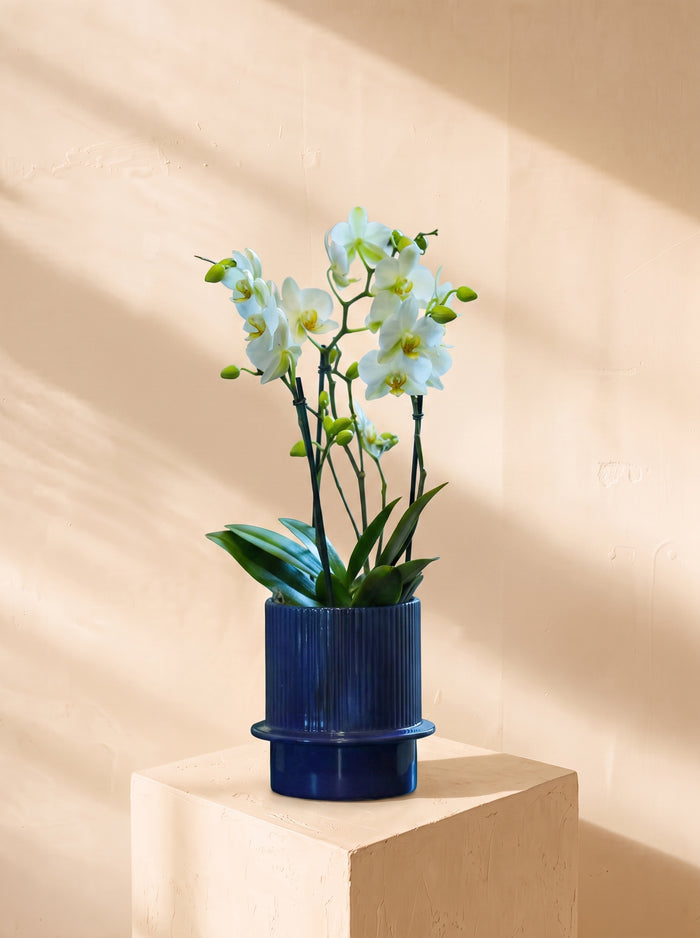 Orchidea bianca grande 2 steli, vaso blu | Emozioni Fiori Torino