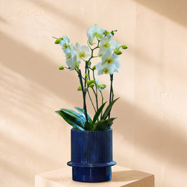 Orchidea bianca grande 2 steli, vaso blu | Emozioni Fiori Torino