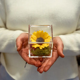 Girasole Stabilizzato in Box Emozioni