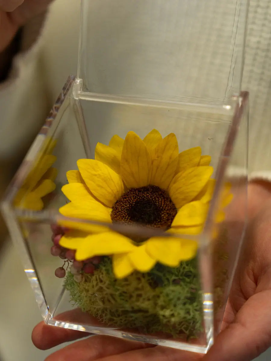 Girasole Stabilizzato in Box Emozioni