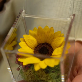 Girasole Stabilizzato in Box Emozioni