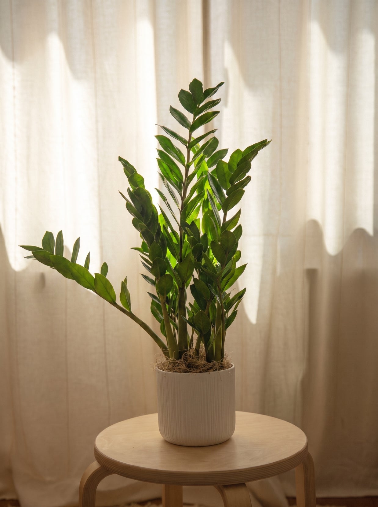 Zamioculcas ZZ | Emozioni Fiori Torino