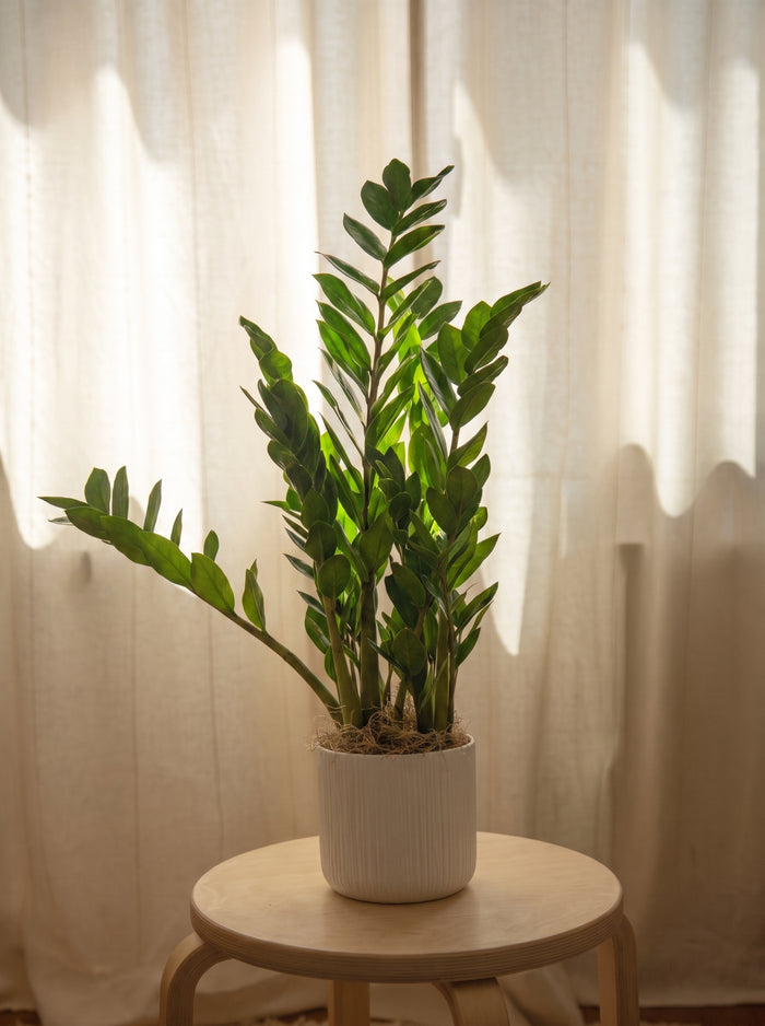 Zamioculcas ZZ | Emozioni Fiori Torino