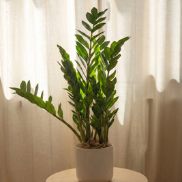Zamioculcas ZZ | Emozioni Fiori Torino