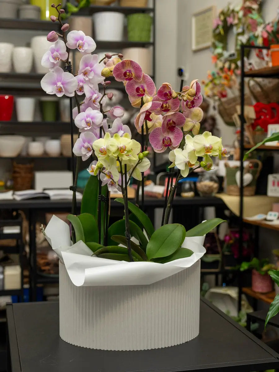 Composizione di 3 Orchidee Multicolor in Scatola | Torino Emozioni