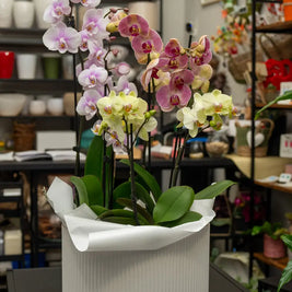 Composizione di 3 Orchidee Multicolor in Scatola | Torino Emozioni