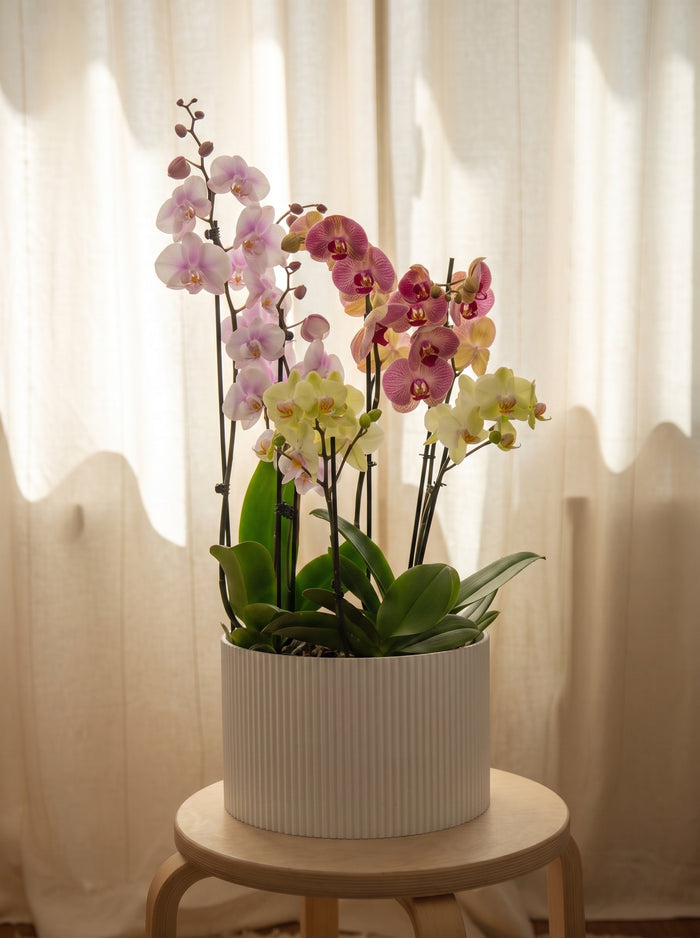 Composizione di 3 Orchidee Multicolor, still life d'interni | Emozioni Fiori Torino