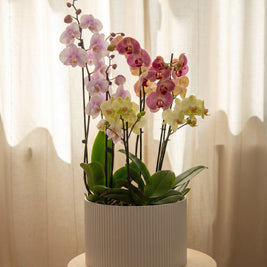 Composizione di 3 Orchidee Multicolor, still life d'interni | Emozioni Fiori Torino
