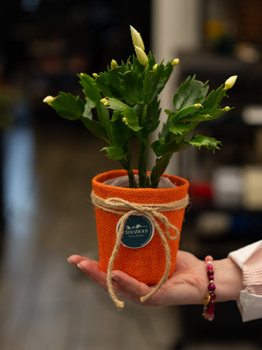 Cactus di Natale (Natalina) – Fioritura Invernale