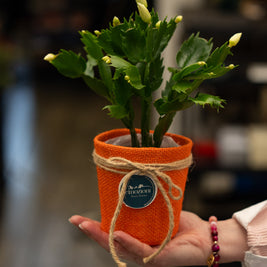 Cactus di Natale (Natalina) – Fioritura Invernale