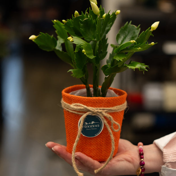 Cactus di Natale (Natalina) – Fioritura Invernale