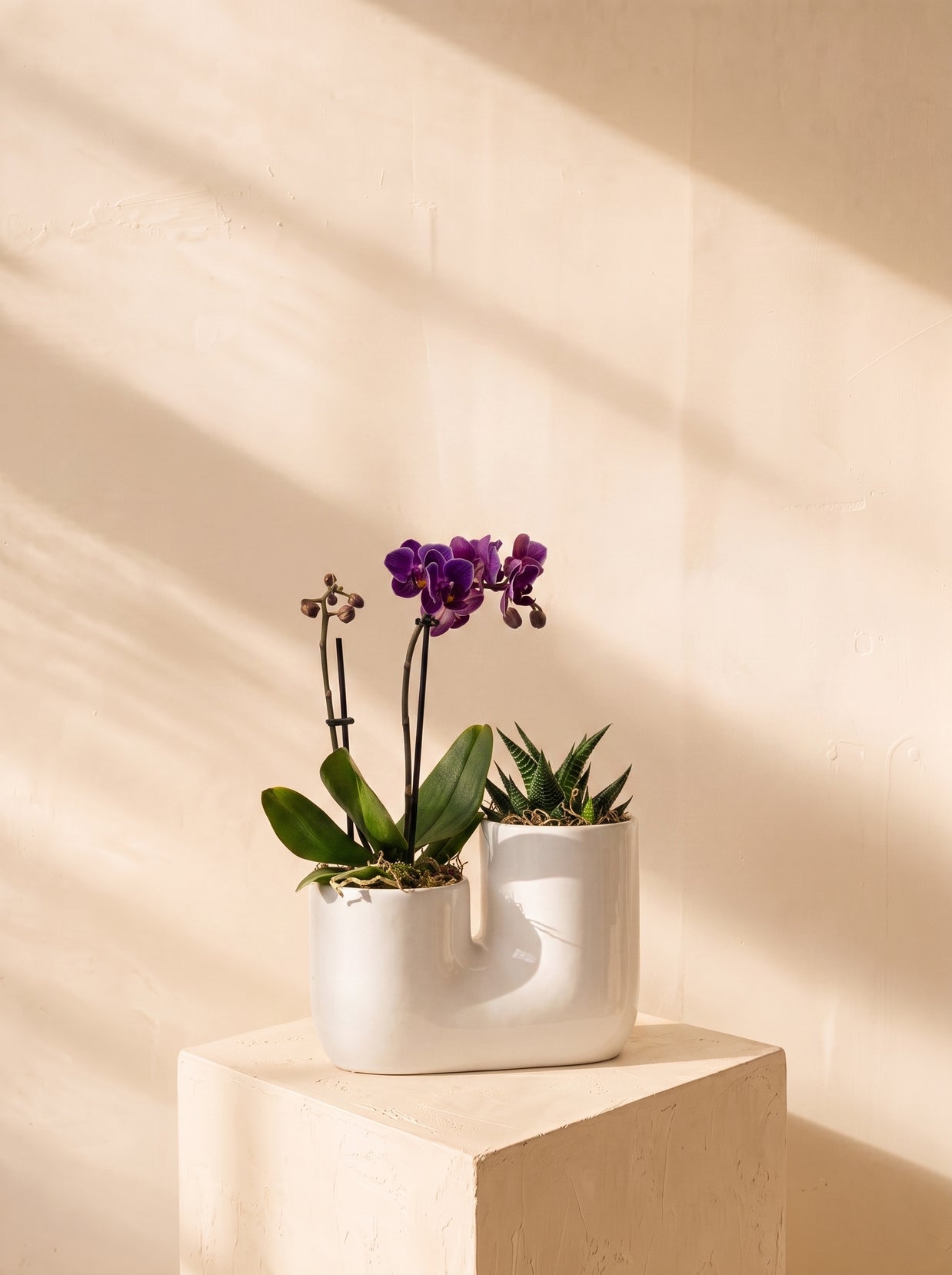 Orchidea 1 stelo con piantina grassa | Emozioni Fiori Torino