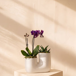 Orchidea 1 stelo con piantina grassa | Emozioni Fiori Torino