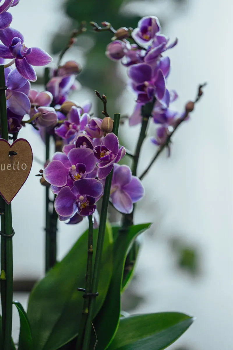 Orchidea Rosa Grande in Vaso Decorativo | Torino Emozioni