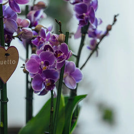 Orchidea Rosa Grande in Vaso Decorativo | Torino Emozioni