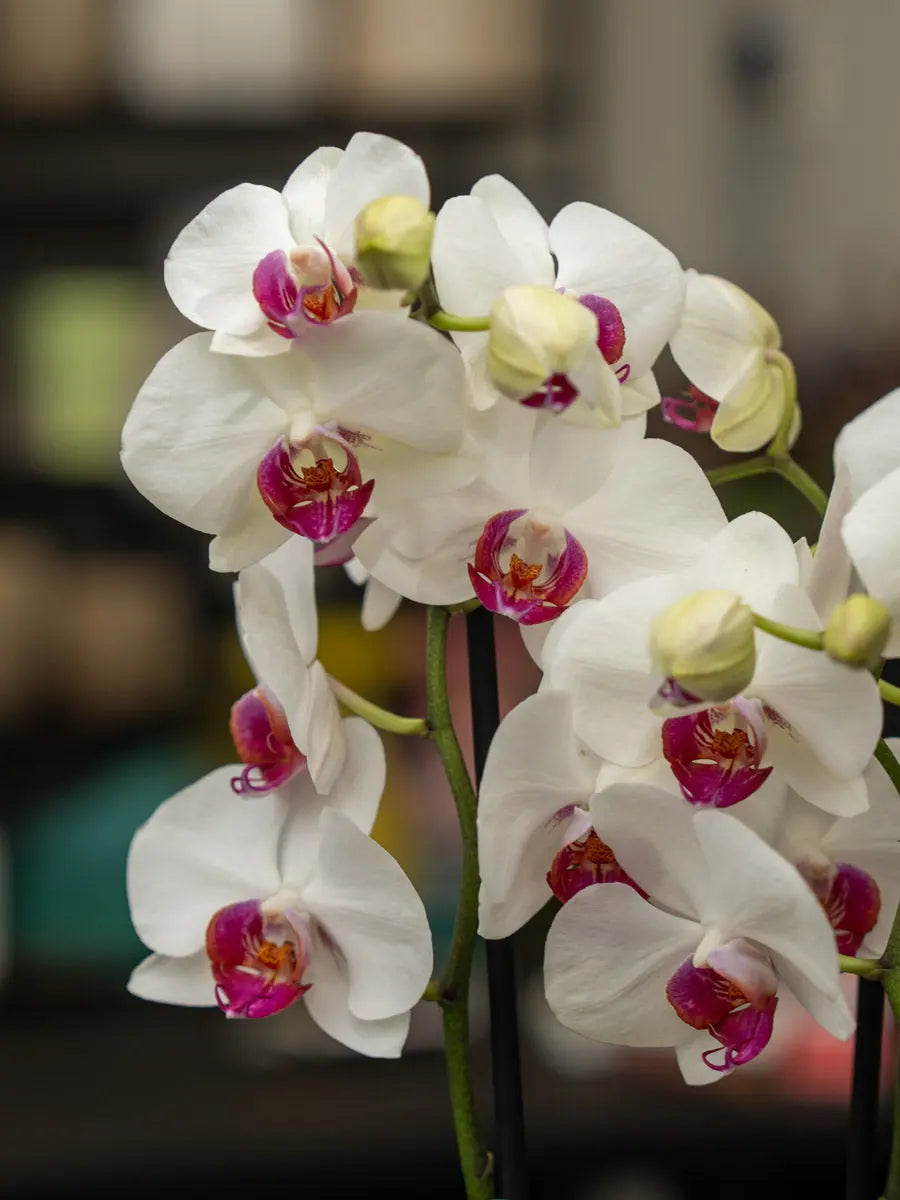 Orchidea Bianca 2 Steli in Vaso | Torino Emozioni