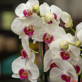 Orchidea Bianca 2 Steli in Vaso | Torino Emozioni