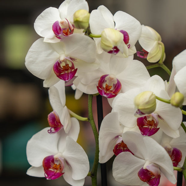 Orchidea Bianca 2 Steli in Vaso | Torino