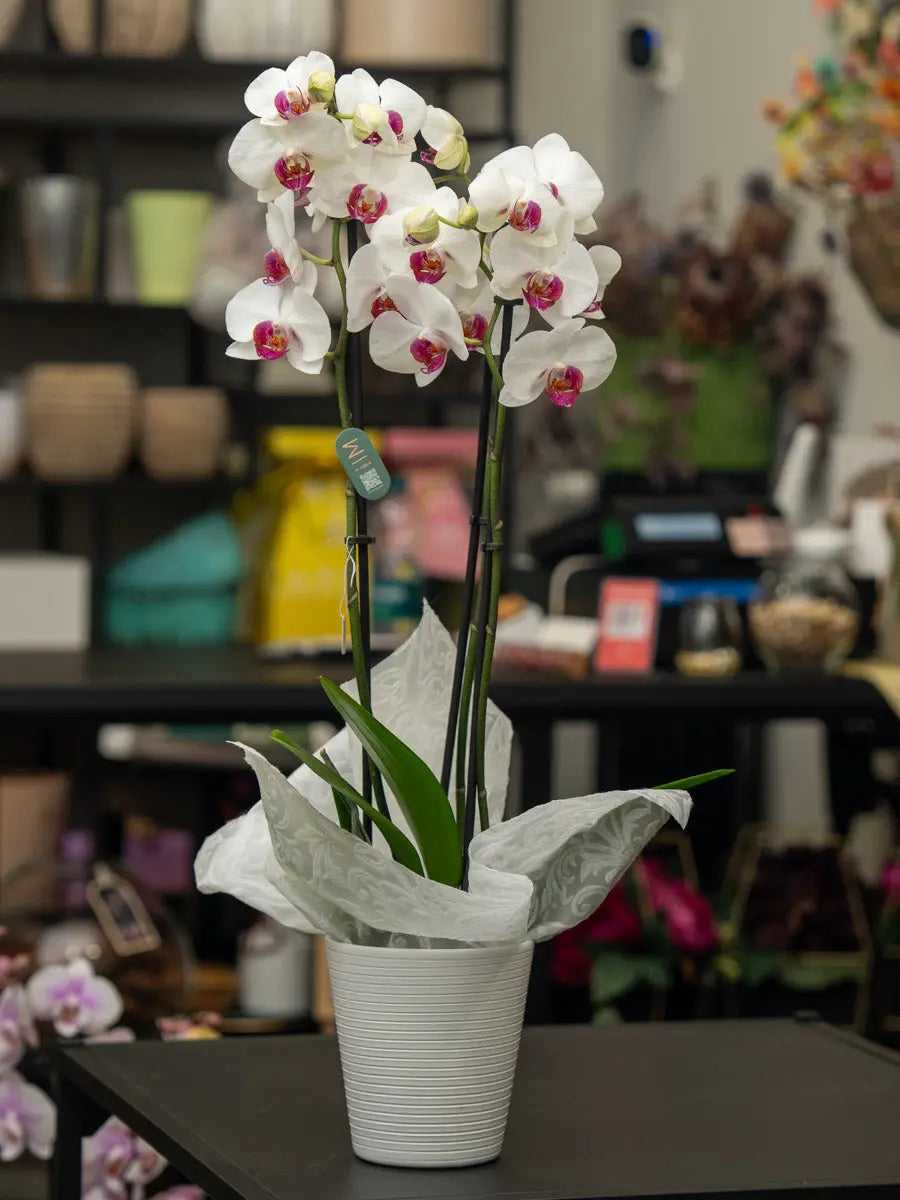 Orchidea Bianca 2 Steli in Vaso | Torino Emozioni