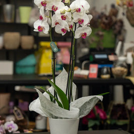 Orchidea Bianca 2 Steli in Vaso | Torino Emozioni