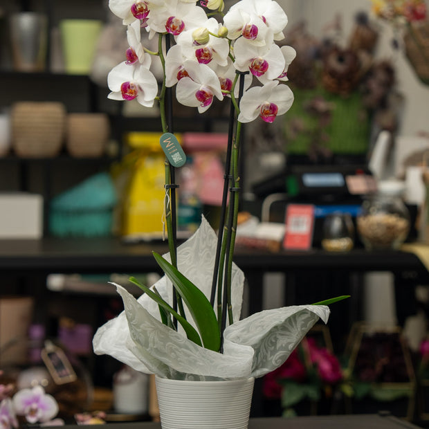 Orchidea Bianca 2 Steli in Vaso | Torino