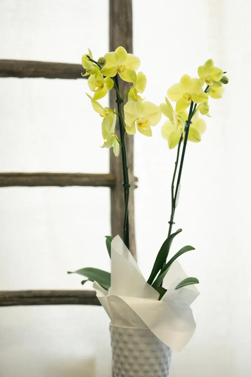 Orchidea Gialla 2 Steli in Vaso | Torino Emozioni