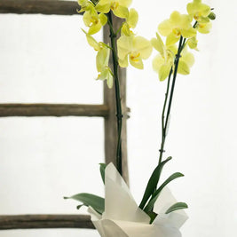 Orchidea Gialla 2 Steli in Vaso | Torino Emozioni