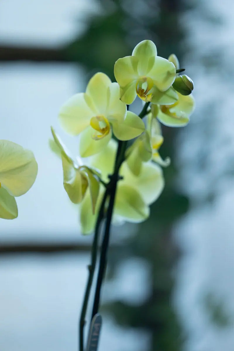 Orchidea Gialla 2 Steli in Vaso | Torino Emozioni