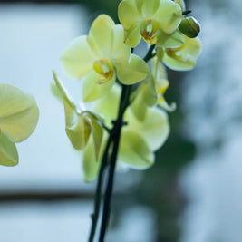 Orchidea Gialla 2 Steli in Vaso | Torino Emozioni