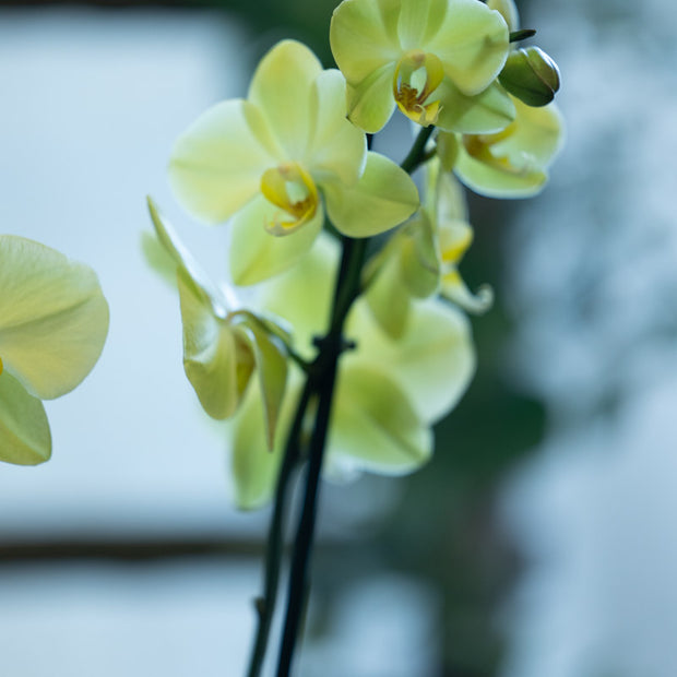 Orchidea Gialla 2 Steli in Vaso | Torino