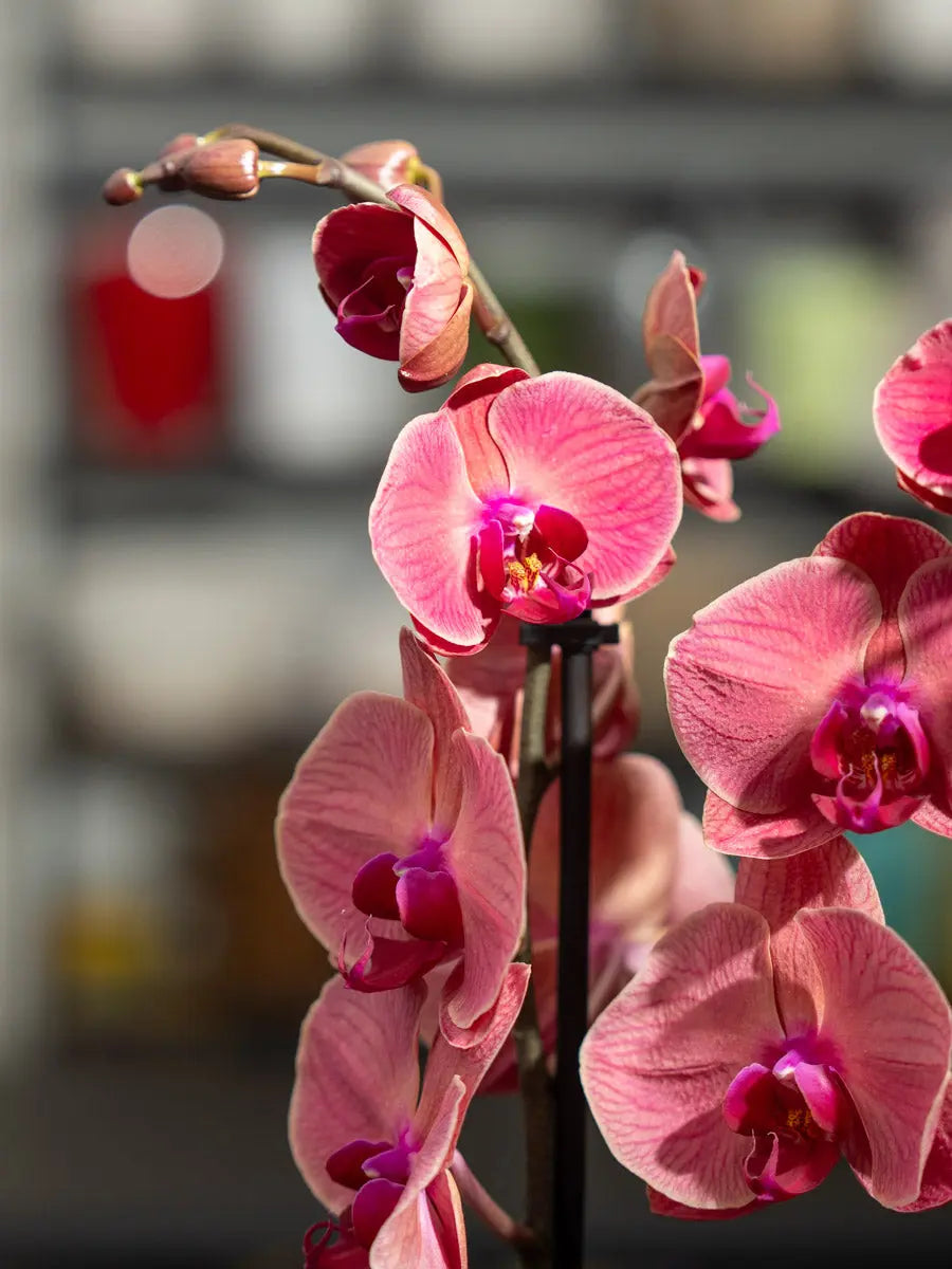 Orchidea Rosa 2 Steli in Vaso | Torino Emozioni