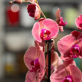 Orchidea Rosa 2 Steli in Vaso | Torino Emozioni