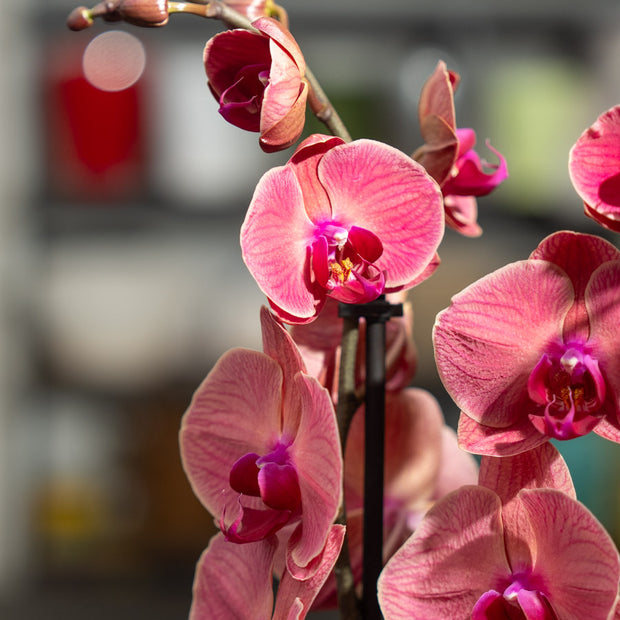 Orchidea Rosa 2 Steli in Vaso | Torino