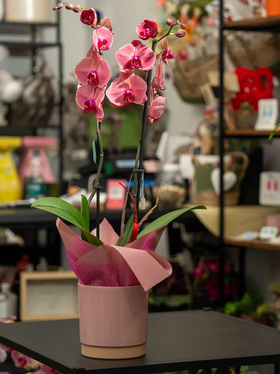 Orchidea Rosa 2 Steli in Vaso | Torino Emozioni